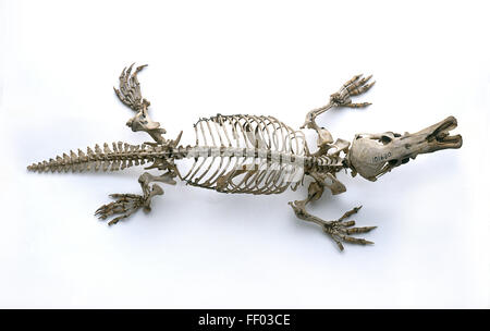 Skeleton of Duck-billed platypus (Ornithorhynchus anatinus), view from above Stock Photo