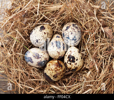 Quails eggs in nest on rustic wooden background Stock Photo