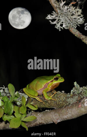 European / Common tree frog (Hyla arborea) sitting on branch covered in lichen at night with full moon Stock Photo