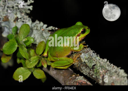 European / Common tree frog (Hyla arborea) sitting on lichen covered branch and looking at full moon at night