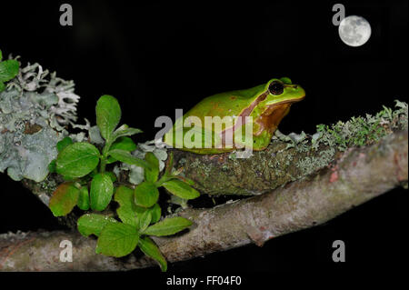 European / Common tree frog (Hyla arborea) sitting on branch covered in lichen at night with full moon Stock Photo