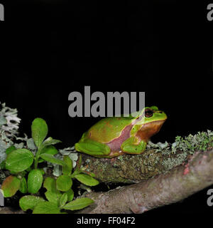 European / Common tree frog (Hyla arborea) sitting on branch covered in lichen at night Stock Photo