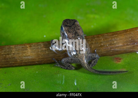 Common Frog (Rana temporaria) froglet with limbs well developed leaves the water Stock Photo