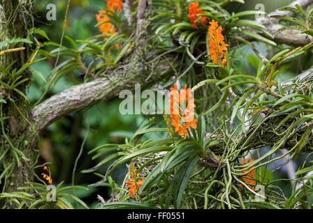 Orange Orchid growing on a tree Stock Photo