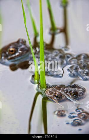 European common brown frogs (Rana temporaria) pair in amplexus floating in pond among frogspawn Stock Photo