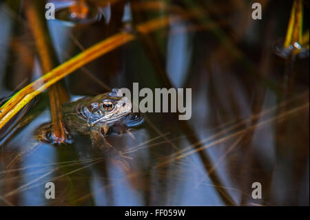 European common brown frog (Rana temporaria) floating in pond among frogspawn