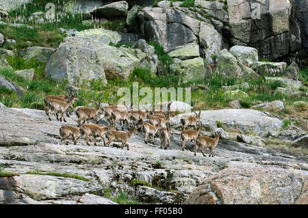 Western Spanish ibexes (Capra pyrenaica victoriae) male group traversing a mountain slope, Sierra Gredos, Spain Stock Photo