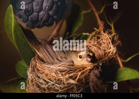 Mother bird caring for the eggs in the nest of a tree. Stock Photo