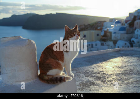 Greece, Santorini. Red cat sitting on the wall near the sea. Stock Photo