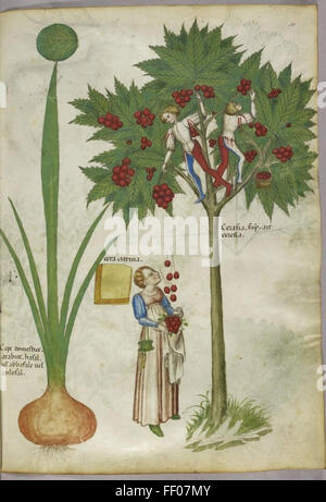 Illustration from Tractatus de Herbis Illustration from Tractatus de Herbis Stock Photo