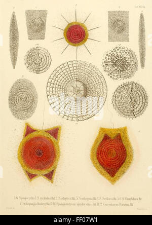 Illustration from Ernst Haeckel's Radiolaria Illustration from Ernst Haeckel's Radiolaria Stock Photo