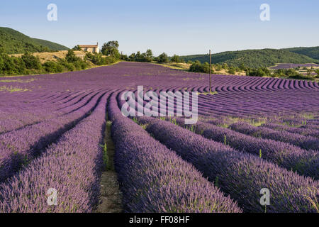 Lavender field with chapel, Montagne de Lure, Vaucluse, Alpes-de-Haute-Provence, France Stock Photo