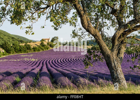 Lavender field with chapel, Montagne de Lure, Vaucluse, Alpes-de-Haute-Provence, France Stock Photo