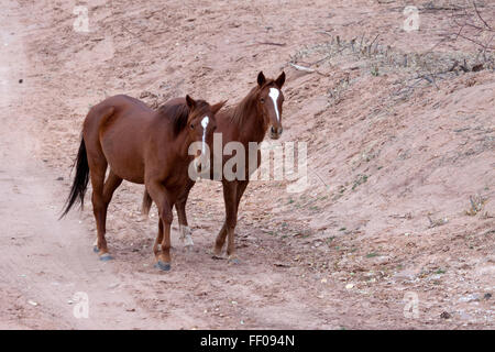 Wild horses Canyon de Chelly Stock Photo