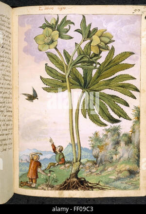 Watercolor Illustration from Pedanius Dioscorides's De Materia Medica Watercolor Illustration from Pedanius Dioscorides's De Materia Medica Stock Photo