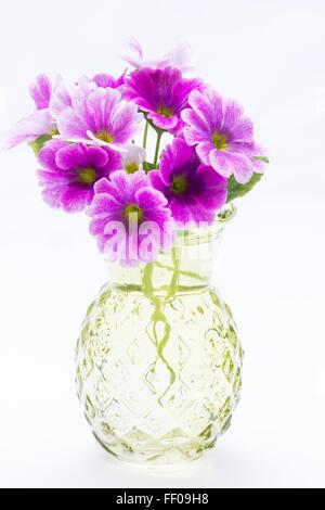 Close-up of pink Primula (Primula obconica) on white background Stock Photo