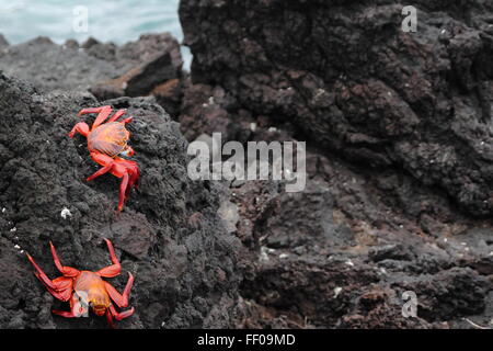 Sally LIghtfoot crabs on the rocks. Stock Photo