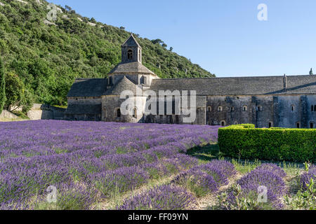 lavender field in front of the Abbaye de Senanque, near Gordes, the Vaucluse, Provence, France Stock Photo