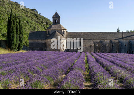 lavender field in front of the Abbaye de Senanque, near Gordes, the Vaucluse, Provence, France Stock Photo