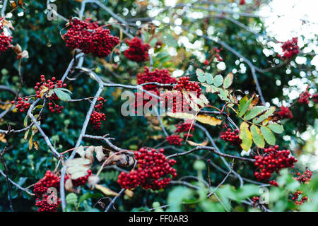 This image features a branch of a tree laden with bright red berries, capturing the vibrant colors of the fruit against a blurred background. The bokeh effect enhances the visual appeal of the image, creating a soft, holiday-themed atmosphere. The berries are typically seen in winter or early spring, adding to the seasonal charm of the scene. Stock Photo