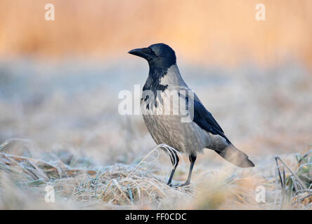 Hooded crow standing in a field Stock Photo