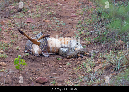 African Rock Python Python sebae sebae constricting a now dead Nyala calf Stock Photo