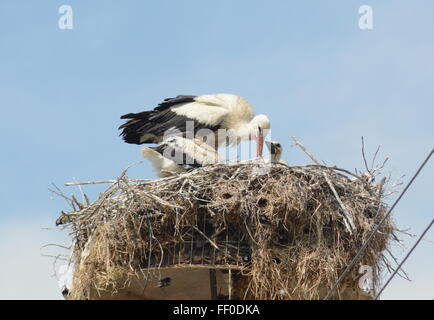 White stork (Ciconia ciconia) with chicks in nest in Northern Greece Stock Photo