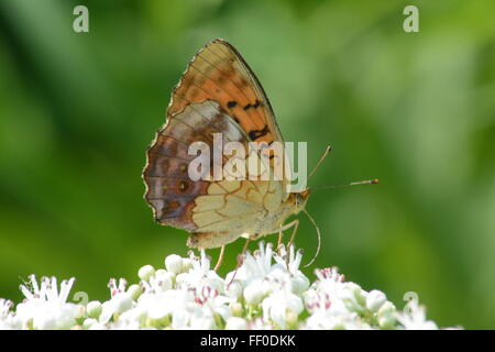 Marbled fritillary butterfly (Brenthis daphne) nectaring on flowers in Northern Greece Stock Photo