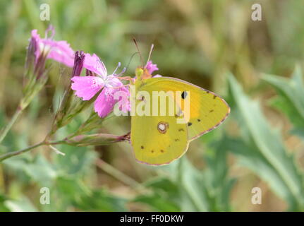 Clouded yellow butterfly (Colias croceus) on pink flowers in Northern Greece Stock Photo