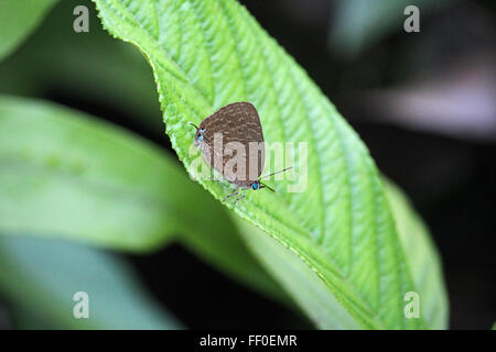 GUNUNG MULU/MALAYSIA - CIRCA NOVEMBER 2015: Close up of a colorful butterfly on a green leaf in a forest in Borneo Stock Photo