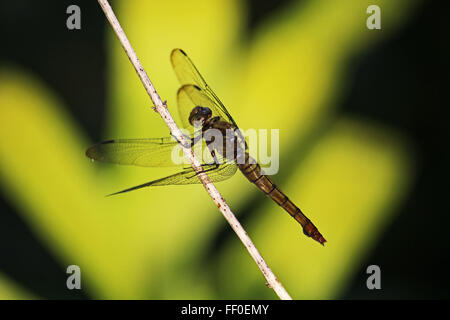 GUNUNG MULU/MALAYSIA - CIRCA NOVEMBER 2015: A dragonfly in the forest of Gunung Mulu in Borneo Stock Photo