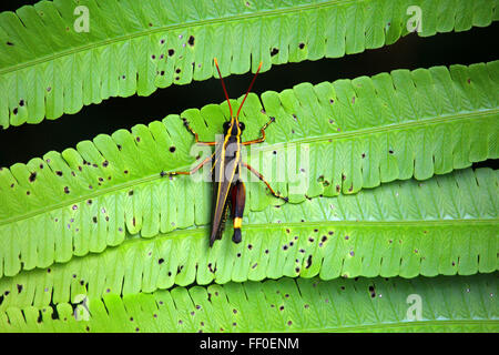 GUNUNG MULU/MALAYSIA - CIRCA NOVEMBER 2015: A cricket on a plant leaf in Gunung Mulu National Park Stock Photo