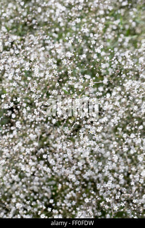 Gypsophila paniculata 'Compacta Plena' flowers. Stock Photo