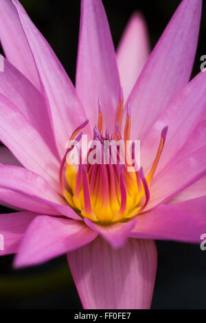 Nymphaeae. Pink waterlily flowers. Stock Photo