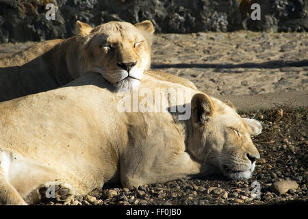 Belgrade ZOO - Two Lionesses resting and sunbathing at unexpectedly warm February afternoon Stock Photo