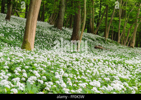 Wild Garlic (Allium Ursinum) growling in woodland in Hertfordshire, England, UK.