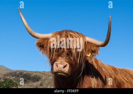 Scottish highland cow with big horns Stock Photo