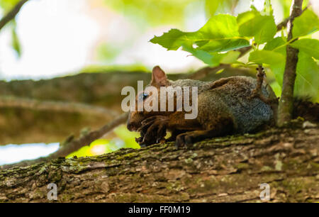 Close-up of gray squirrel sitting on tree branch holding nut with sharp claws and eating. Stock Photo