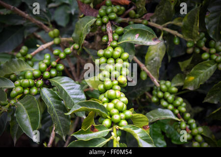 Coffee Beans on Plant Stock Photo