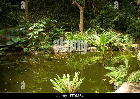 Welchman Hall Gully, a tropical rainforest in Barbados Stock Photo - Alamy