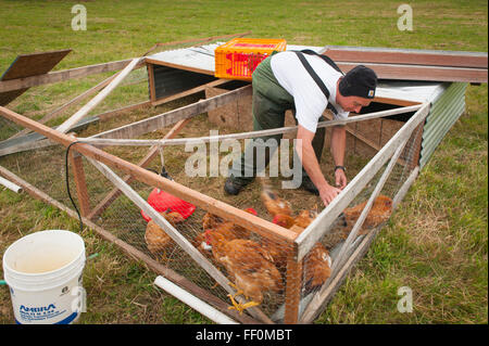 Matt Schwab chooses heritage chickens for harvest. Small family farmers Matt and Jen Schwab operate 'Inspiration Plantation'. Stock Photo