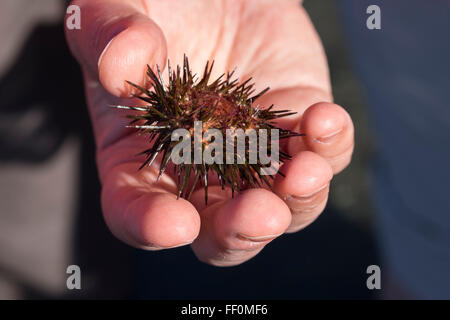 Purple sea urchin (Paracentrotus lividus) in hand, La Gomera, Canary Islands, Spain Stock Photo