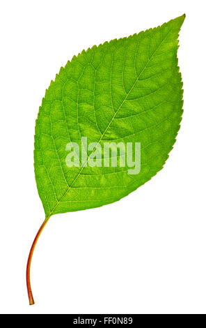 Biternate hi-res stock photography and images - Alamy