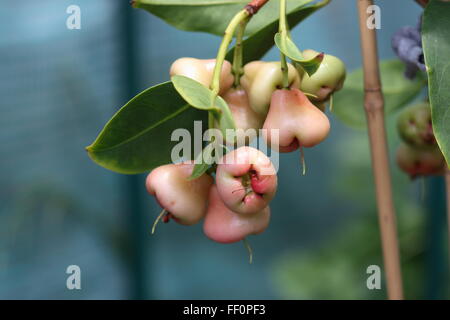 Syzgium samarangense or known as Wax Jambu growing on a  tree Stock Photo