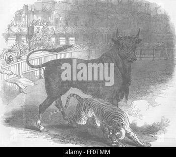 SPAIN Bull & tiger fight, Plaza de Toros, Madrid 1849. Illustrated London News Stock Photo