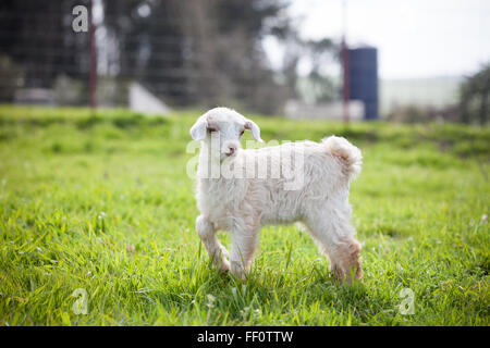A baby goat stands in the grass. Stock Photo
