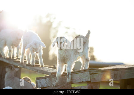 Baby goats playing in the golden hour. Stock Photo