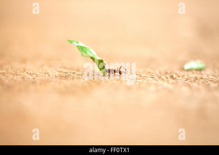 A close-up of a single leaf cutter ant carrying a piece of green leaf across a textured surface. Stock Photo