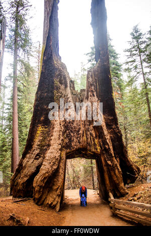 Caucasian mother and daughter under ancient tree in Yosemite National Park, California, United States