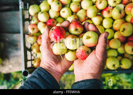 Farmer holding apples Stock Photo
